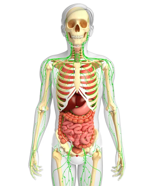 Lymfatisch, skelet en het spijsverteringssysteem mannelijk lichaam kunstwerken — Stockfoto