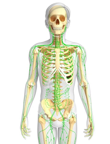 Lymfatický systém mužské kostry kresby — Stock fotografie