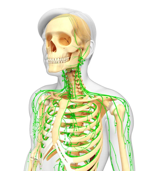 Lymphatic system of Male skeleton artwork — Stock Photo, Image