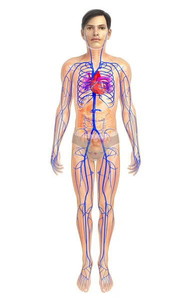 Anatomía del corazón femenino — Foto de Stock