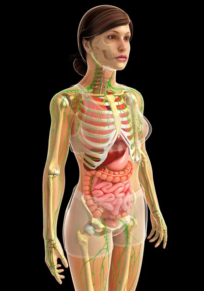 Sistema digestivo humano —  Fotos de Stock