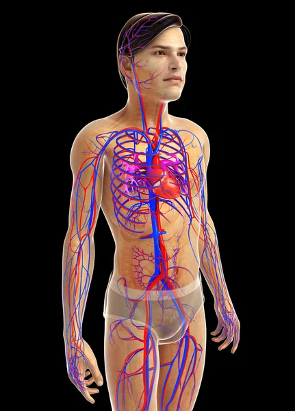 kadın kalp anatomisi