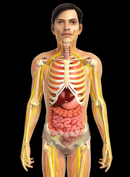 Sistema digestivo humano — Foto de Stock