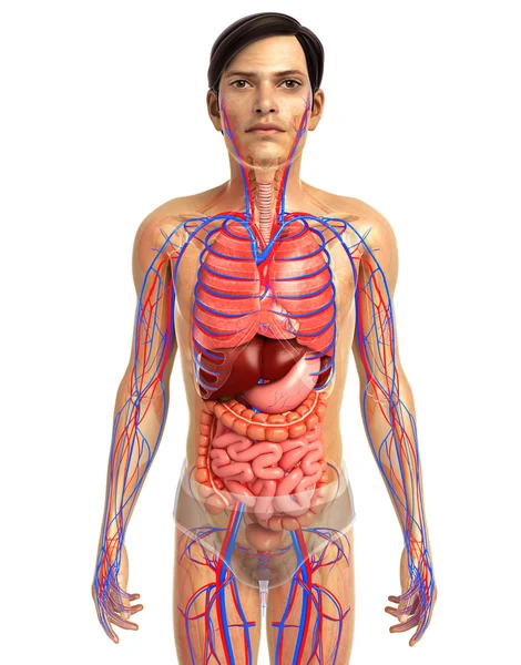 İnsan sindirim sistemi