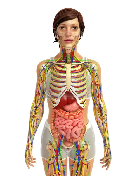 İnsan sindirim sistemi