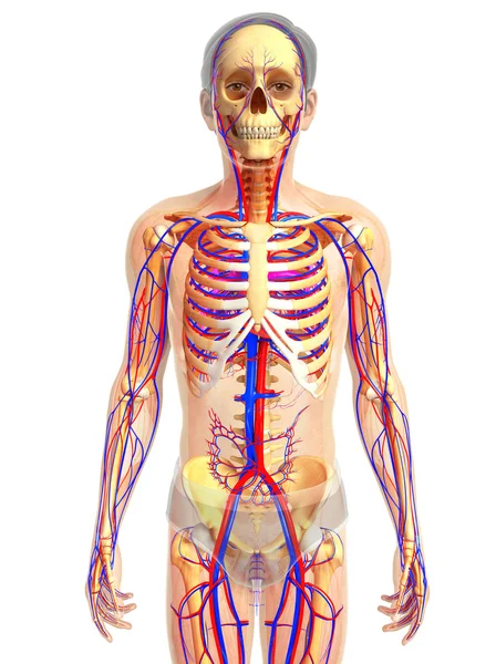 Kadın kalp anatomisi — Stok fotoğraf