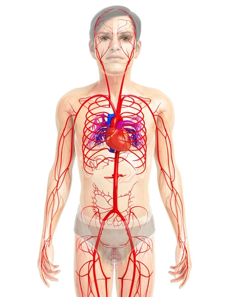 Female heart anatomy — Stock Photo, Image