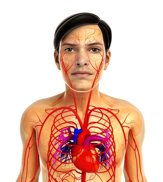 Kadın kalp anatomisi — Stok fotoğraf