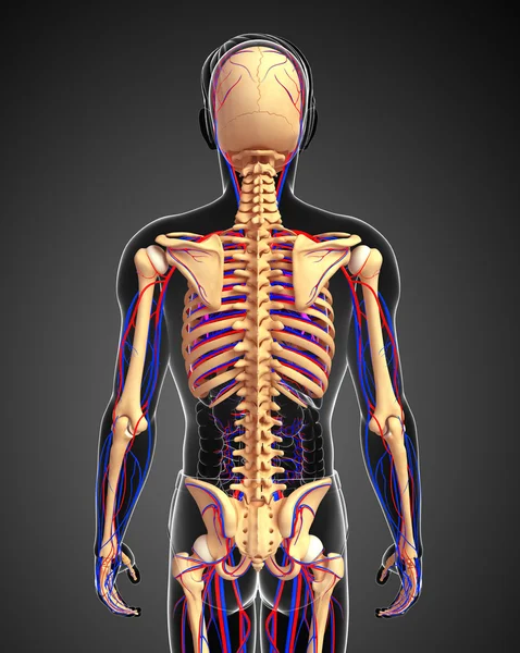 Skeletal system Images - Search Images on Everypixel