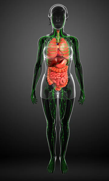 Lymphatic and digestive system of Female body artwork — Stock Photo, Image