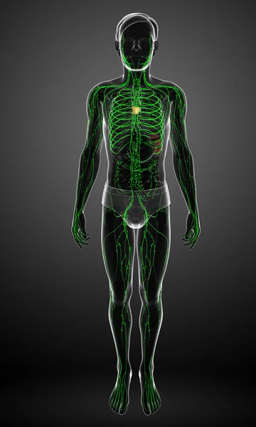 Lymphatic system of male body — Stock Photo, Image