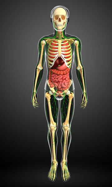 Lymph-, Skelett- und Verdauungssystem männlicher Körperkunstwerke — Stockfoto