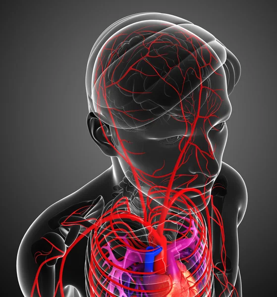 Sistema arterioso maschile — Foto Stock