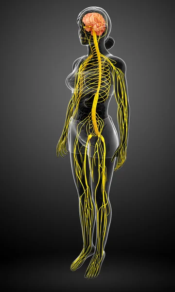 Arte del sistema nervioso femenino — Foto de Stock