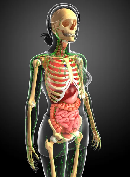Lymfatisk, skelett och matsmältningssystemet av kvinnliga kroppen konstverk — Stockfoto