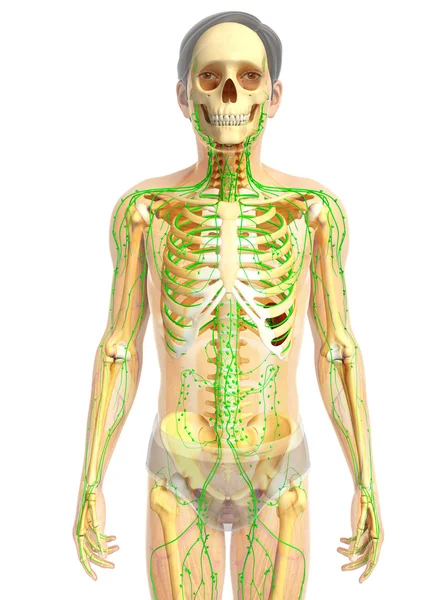 Lymfatisch systeem voor mannelijke skeleton artwork — Stockfoto