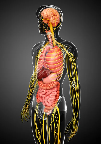 男性身体的神经系统和消化系统的图稿 — 图库照片