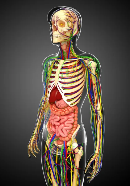 Lymph-, Skelett-, Nerven- und Kreislaufsystem des männlichen Anats — Stockfoto