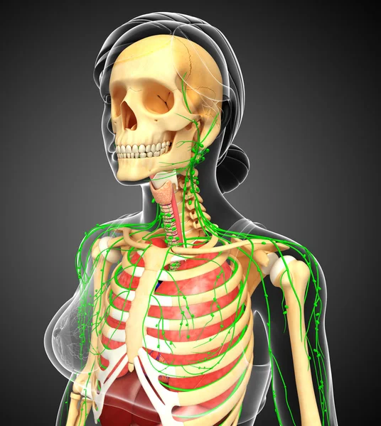Lymphatic, skeletal and respiratory system of Female body artwor — Stock Photo, Image