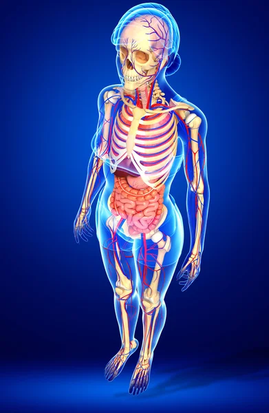 Female skeletal, digestive and circulatory system — Stock Photo, Image