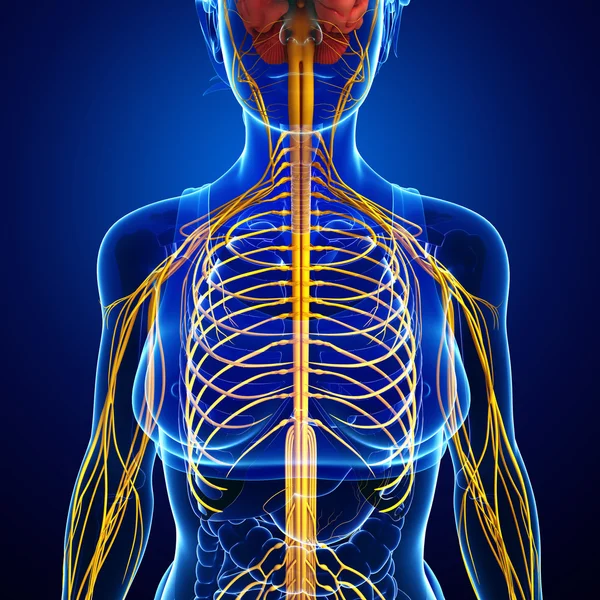 Female nervous system artwork — Stock Photo, Image