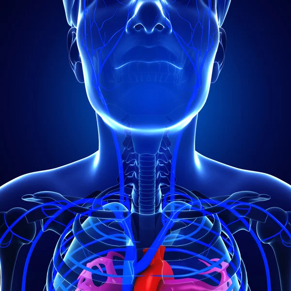 Серцево-судинна система людини — стокове фото