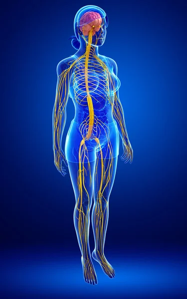 Kadın sinir sistemi sanat