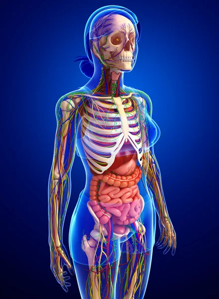 Lymphatic, skeletal, nervous and circulatory system of female bo — Stock Photo, Image