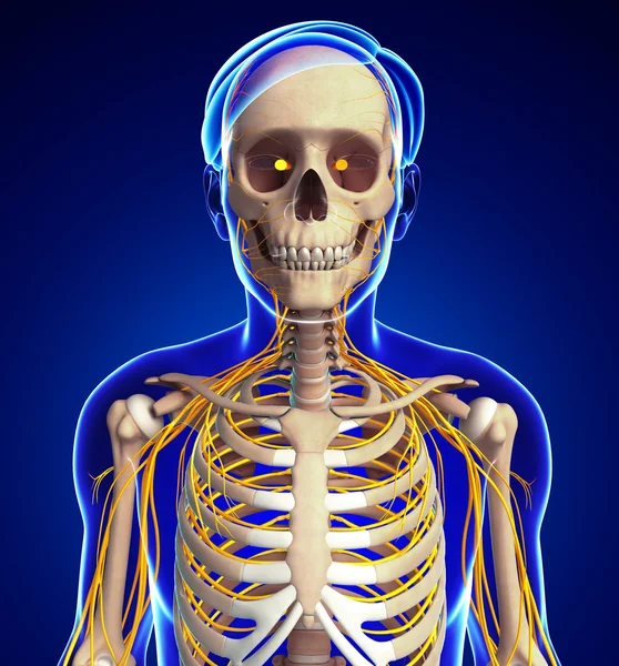 Male ribcage and nervous system artwork — Stock Photo, Image