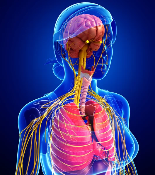 女性身体的神经系统和消化系统的图稿 — 图库照片