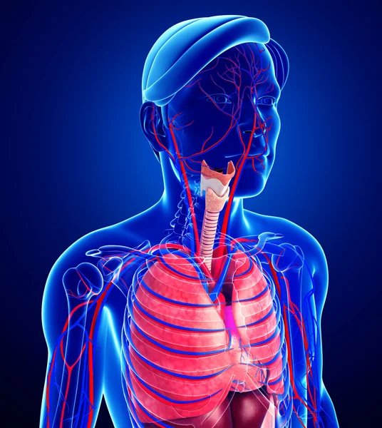 男性の呼吸システム — ストック写真