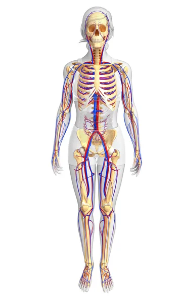 Kobiece szkieletowych układu krążenia — Zdjęcie stockowe