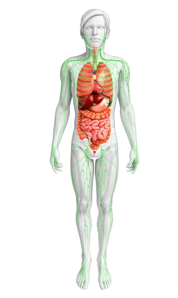 Lymphsystem und Verdauungssystem des männlichen Körpers — Stockfoto