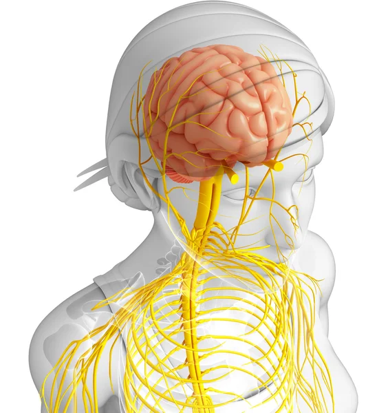 Female nervous system artwork — Stock Photo, Image