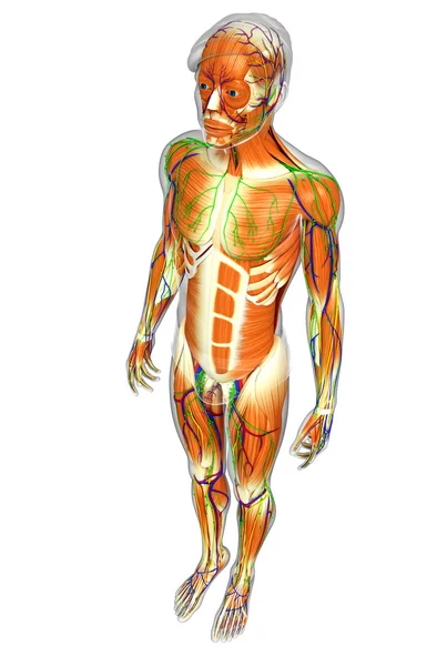 Mužské svaly anatomie — Stock fotografie