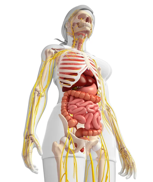 Vrouwelijke skelet met nerveus en spijsverteringsstelsel illustraties — Stockfoto