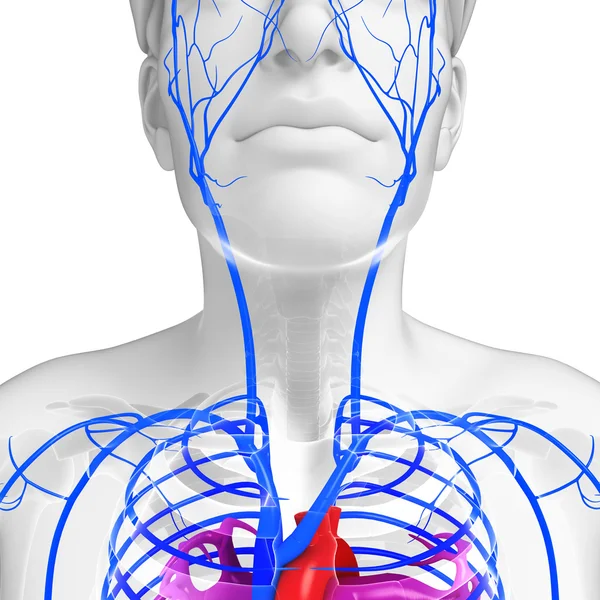 Anatomia do coração feminino — Fotografia de Stock