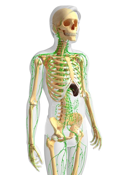 Lymfatisch systeem voor mannelijke skeleton artwork — Stockfoto