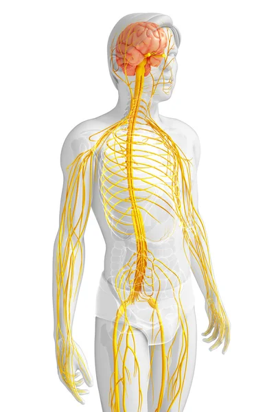 Obra de arte do sistema nervoso masculino — Fotografia de Stock
