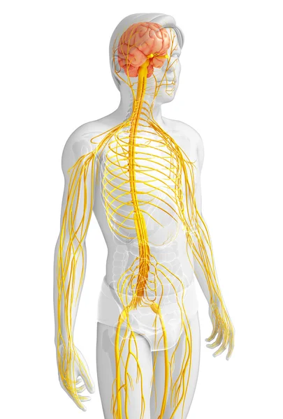 Męski układ nerwowy grafika — Zdjęcie stockowe
