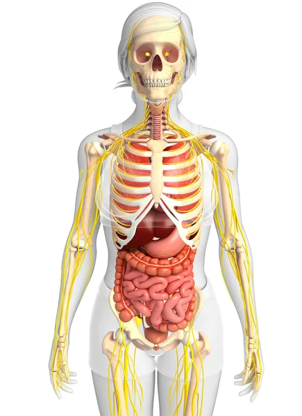  Kadın iskelet sinir ve sindirim sistemi resimler