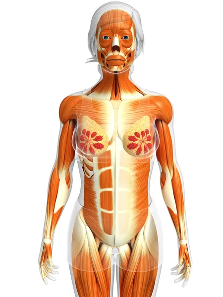 Анатомия женских мышц — стоковое фото