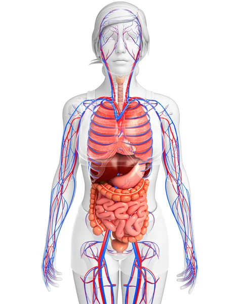Пищеварительная и кровеносная система женского организма — стоковое фото