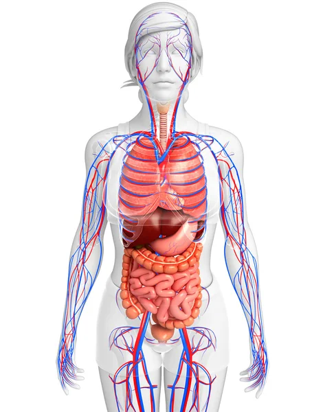 Sistema digestivo y circulatorio del cuerpo femenino — Foto de Stock