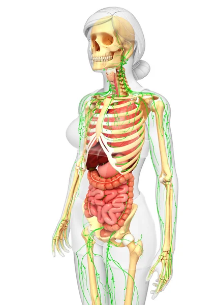 Lymph-, Skelett- und Verdauungssystem weiblicher Körperkunstwerke — Stockfoto