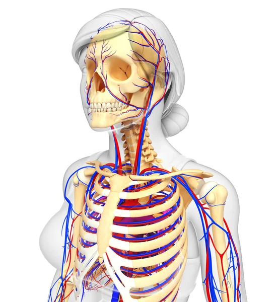 Kadın iskelet dolaşım sistemi — Stok fotoğraf