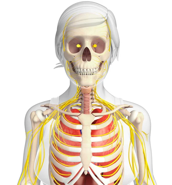 Esqueleto feminino com obras de arte do sistema nervoso e digestivo — Fotografia de Stock