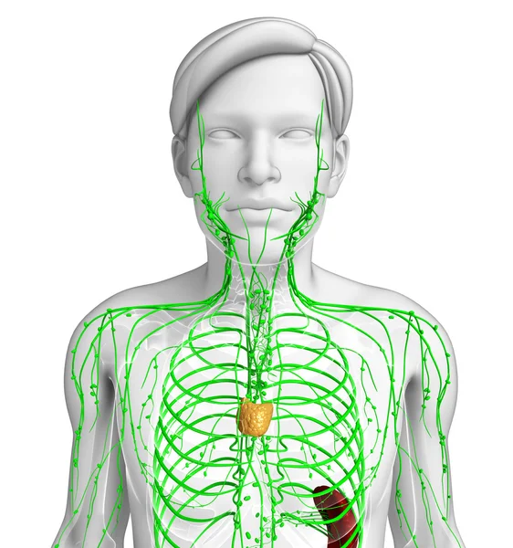 Sistema linfático del cuerpo masculino —  Fotos de Stock