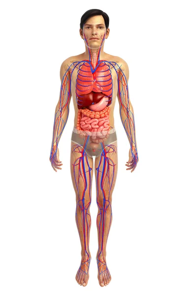 Sistema digestivo humano — Fotografia de Stock