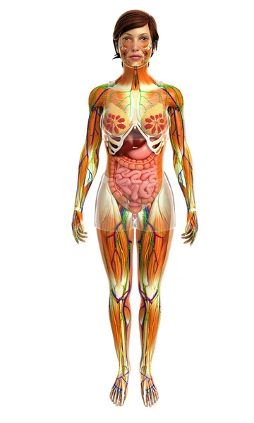 Жіночий м'язи Анатомія — стокове фото